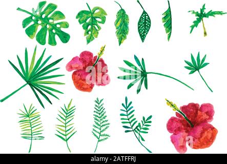 jeu de feuilles tropicales peintes à la main isolées. illustration vectorielle Illustration de Vecteur