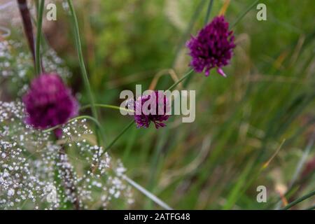 de nombreuses abeilles sauvages se collectent sur du pollen violet d'ail décoratif pour le miel Banque D'Images
