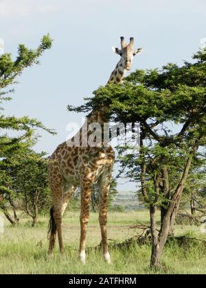 Girafe solitaire mangeant des feuilles d'acacia dans la savane africaine, au Kenya Banque D'Images