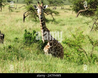 Girafe solitaire mangeant des feuilles d'acacia dans la savane africaine, au Kenya Banque D'Images