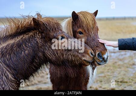 Le tourisme est autour des chevaux islandais dans la nature en Islande Banque D'Images