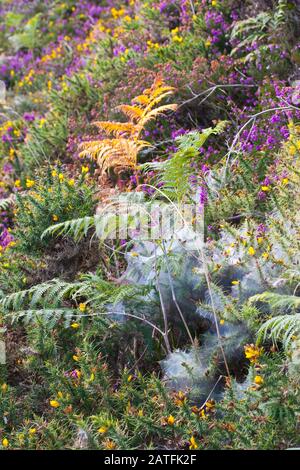 Magnifique fond de nature ensoleillé avec toile d'araignée sur une fleur. Banque D'Images