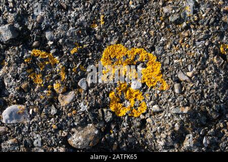 Mousse jaune sur la texture de la pierre Banque D'Images