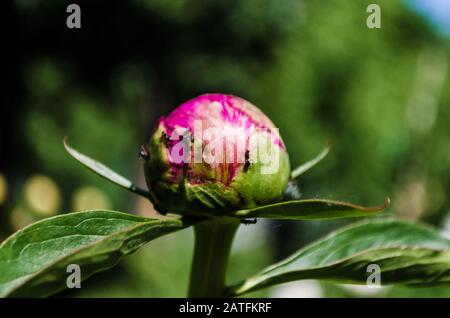 Gros plan de bourgeons non soufflés de pivoine rose verte et eau potable de la rosée sur fond de feuilles. Petit bug noir fluage sur la jeune fleur Banque D'Images