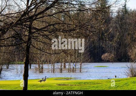 La Bernache du Canada (Branta canadensis) a inondé le vert de golf après une tempête de pluie Banque D'Images