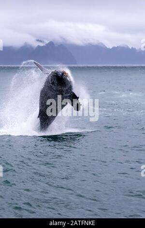 La breching des baleines à bosse dans Resurrection Bay, en Alaska Banque D'Images