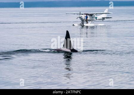 Orca (Orcinus orca) ou Killer Whales pilote d'avion à flotteur en regardant un épaulard nager près de point Adolphus, détroit d'Icy, AK Banque D'Images