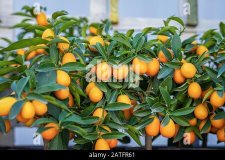 Fruits riches récoltent des fruits exotiques kumquat sur des mini arbres en serre. Banque D'Images