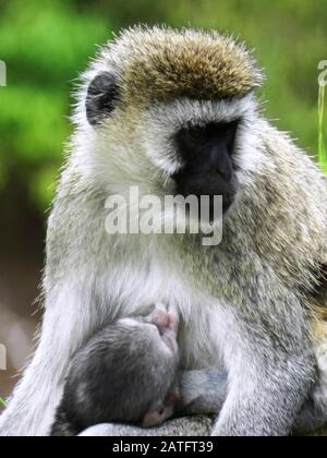 Gros plan d'une femelle de singe vervet alimentant son cub, Kenya Banque D'Images