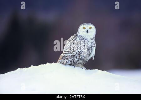 La chouette enneigée (Bubo scandiacus) est une grande chouette blanche de la vraie famille de chouettes. Les hiboux neigeux sont indigènes des régions arctiques en Amérique du Nord et en Eurasie. Banque D'Images