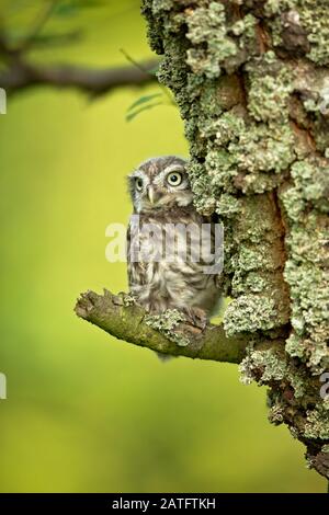 La petite chouette (Athene noctua) est un oiseau qui habite une grande partie des régions tempérées et chaudes de l'Europe, de l'Asie à l'est de la Corée et de l'Afrique du Nord. Banque D'Images