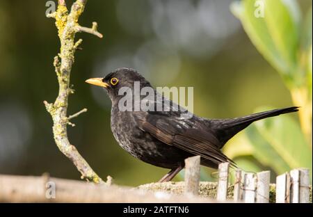 Homme Blackbird, Turdus merula, perché sur une clôture au soleil dans un jardin britannique Banque D'Images