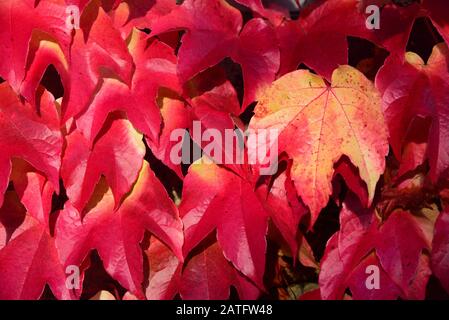 Gros plan et fond de feuilles rouges vives de vin sauvage en automne poussant sur un mur avec une feuille jaune entre les deux Banque D'Images