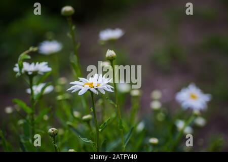 Leucanthemum maximum Shasta Marguerite max chrysanthemum Crazy Daisy roue Marguerite chamomel gang bang dans le jardin dans le flowerbed. Une fleur Banque D'Images