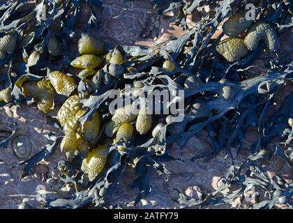 Portoir pour vessie, Fucus vesiculosus, sur les rochers à Helwell Bay, Watchet, Somerset, Royaume-Uni à marée basse avec de nombreuses échelles d'air sur les frondes Banque D'Images