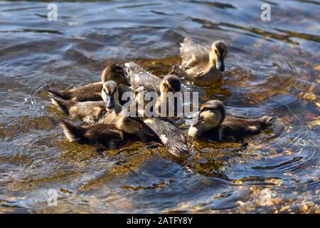 Mignonne collages de Mallard pagayant dans l'eau d'un lac par une journée ensoleillée. Banque D'Images