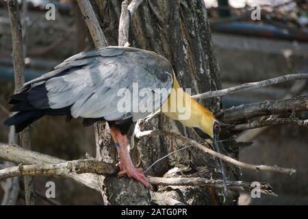 Le oiseau caudatus theristicus se trouve dans de nombreux pays d'amérique du Sud, en particulier au Chili Banque D'Images