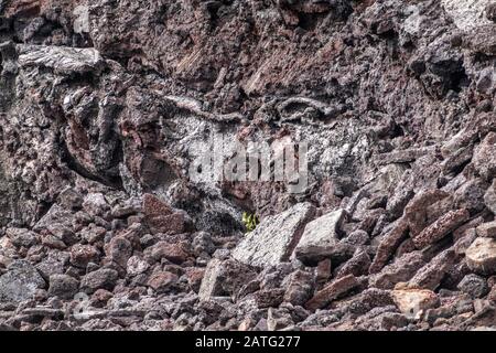 Leilani Estate, Hawaï, États-Unis. - 14 janvier 2020: 2018 éruption du volcan Kilauea durci champ de lave noire. Gros plan de la nouvelle petite plante verte sur le brun an Banque D'Images