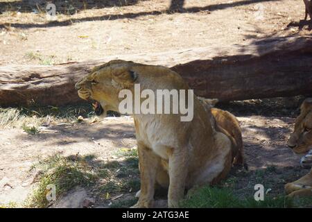 Un magnifique lion dans le désert du Sahara Banque D'Images