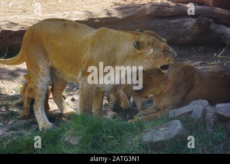 Un magnifique lion dans le désert du Sahara Banque D'Images