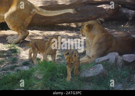 Un magnifique lion dans le désert du Sahara Banque D'Images