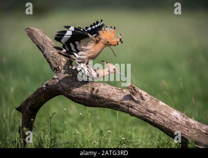 Hoopoe (Upupa epops), couplage de paires, Hortobágy National Park, Hongrie Banque D'Images