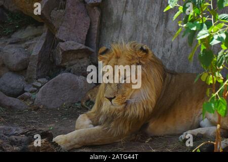 Un magnifique lion dans le désert du Sahara Banque D'Images