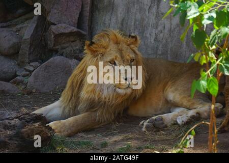 Un magnifique lion dans le désert du Sahara Banque D'Images