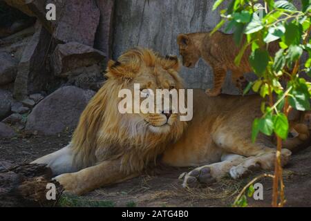 Un magnifique lion dans le désert du Sahara Banque D'Images