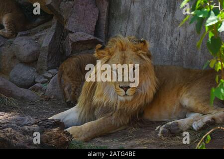 Un magnifique lion dans le désert du Sahara Banque D'Images