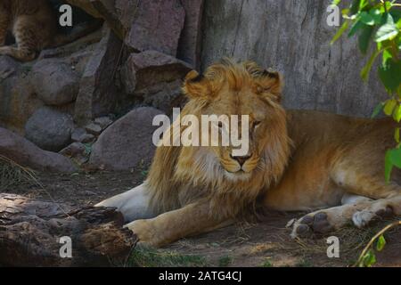 Un magnifique lion dans le désert du Sahara Banque D'Images