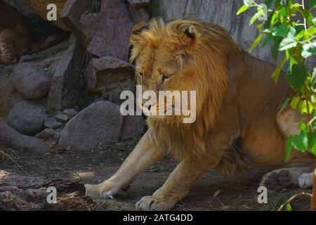 Un magnifique lion dans le désert du Sahara Banque D'Images