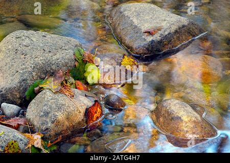 Feuilles et aiguilles colorées tombées sur les rochers dans un ruisseau. Banque D'Images