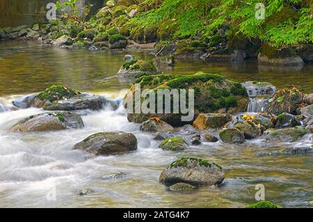 Mossy Rocks dans un ruisseau capturé dans le ruisseau Kanaka, Maple Ridge (Colombie-Britannique), Canada. Banque D'Images
