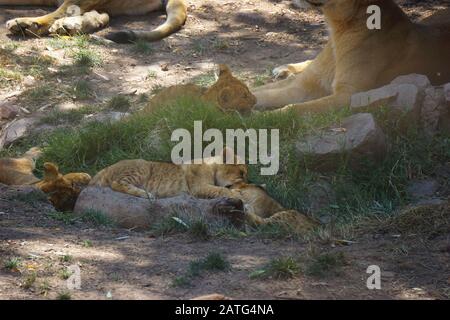 petits lions bébés dans le désert du sahara Banque D'Images