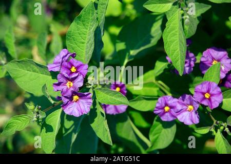 Kartoffelbaum, Enzianstrauch (Lycianthes Rannetii), Nikosia, Türkische Republik, Nordzypern Banque D'Images