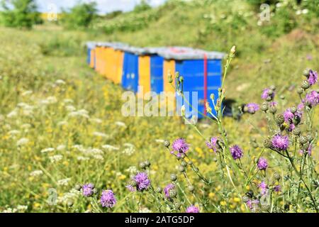 Ferme de miel de prairie dans le champ de fleurs sauvages Banque D'Images