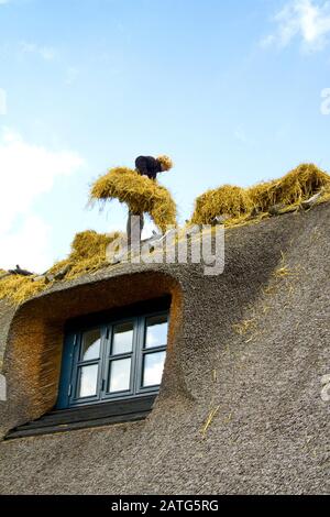 Thatcher manutention d'un paquet de paille travaillant sur un toit de chalet. Banque D'Images