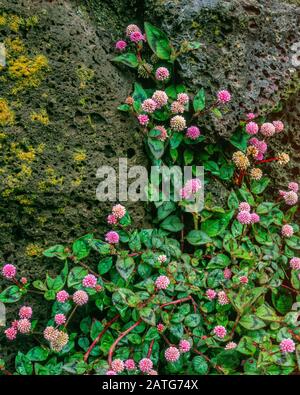 Pink Knotweid, Persicaria Capitata, Fern Canyon Garden, Mill Valley, Californie Banque D'Images