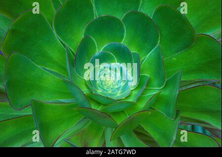 Arboreum D'Aeonium, Fern Canyon Garden, Mill Valley, Californie Banque D'Images