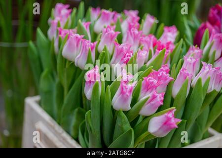 Vue rapprochée sur le bouquet de tulipes en fleurs blanches et roses pâle dans une boîte en plastique blanc au fleuriste. Tulipes fleuries à vendre devant le fleuriste. Banque D'Images