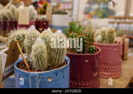Vue rapprochée sur le petit cactus décoré dans une petite casserole en céramique vintage dans un magasin de décoration. Banque D'Images