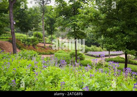 Bleu foncé Baptizia australis - Faux indigo, rouge Astilbe 'Jump and Jive', mauve Nepeta - fleurs de menthe dans les bordures, paillis dans les sentiers au début de l'été Banque D'Images