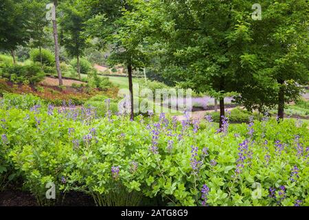 Bleu foncé Baptizia australis - Faux indigo, rouge Astilbe 'Jump and Jive', mauve Nepeta - fleurs de menthe dans les bordures, paillis dans les sentiers au début de l'été Banque D'Images