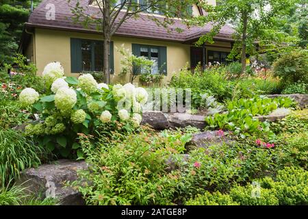 Hydrangea arborescens 'Annabelle', Spiraea Bumalda 'Gold Flame' - Spirea, Bergenia cordifolia - oreille d'éléphant, Phlox paniculata 'Tarfire', Berberis. Banque D'Images