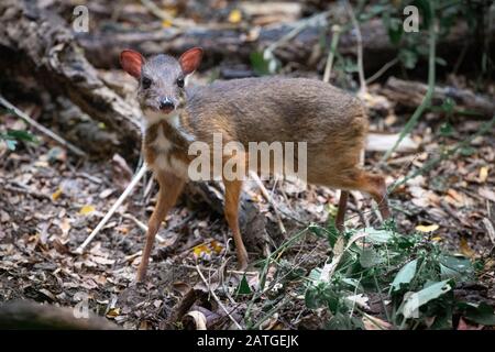 Le moindre clic de souris ou de cerf (Tragulus kanchil kanchil), aussi connu comme le moindre chevrotain malais, est une espèce d'ongulé à longs doigts même dans la famille Tragu Banque D'Images