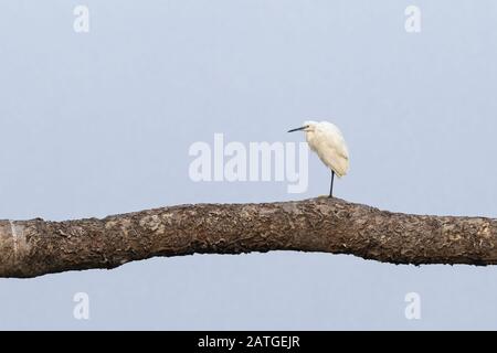 La petite aigrette (Egretta garzetta) est une espèce de petit héron dans la famille des Ardeidae. Banque D'Images