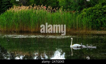 De beaux cygnes sauvages nagent dans le lac. Nains sur l'eau le printemps. Banque D'Images