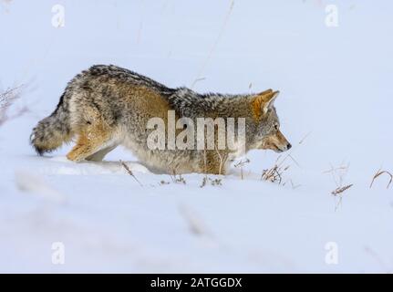 Un Coyote (Canis latrans) chasse dans la neige. Yellowstone National Park, Wyoming, États-Unis. Banque D'Images