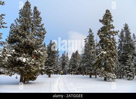 Les visiteurs peuvent faire des raquettes dans la forêt en hiver. Yellowstone National Park, Wyoming, États-Unis. Banque D'Images